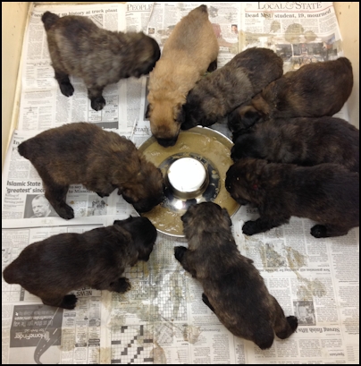 First puppy gruel meal