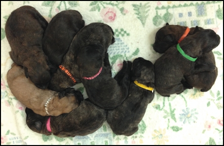 Puppies 4 days old