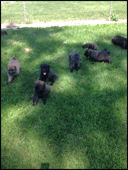 Puppies 6 weeks old