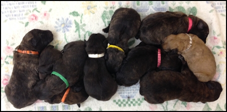 Puppies 4 days old