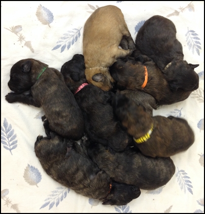 Puppies 1 week old