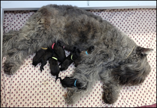 Puppies born June 10, 2016