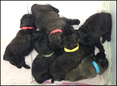 Puppies 3 weeks old