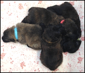 Puppies 3 weeks old