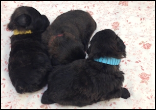 Puppies 3 weeks old