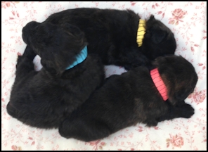 Puppies 3 weeks old