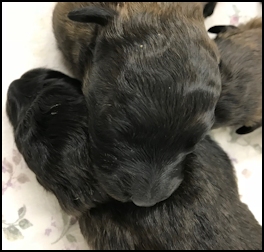 Two Weeks Old